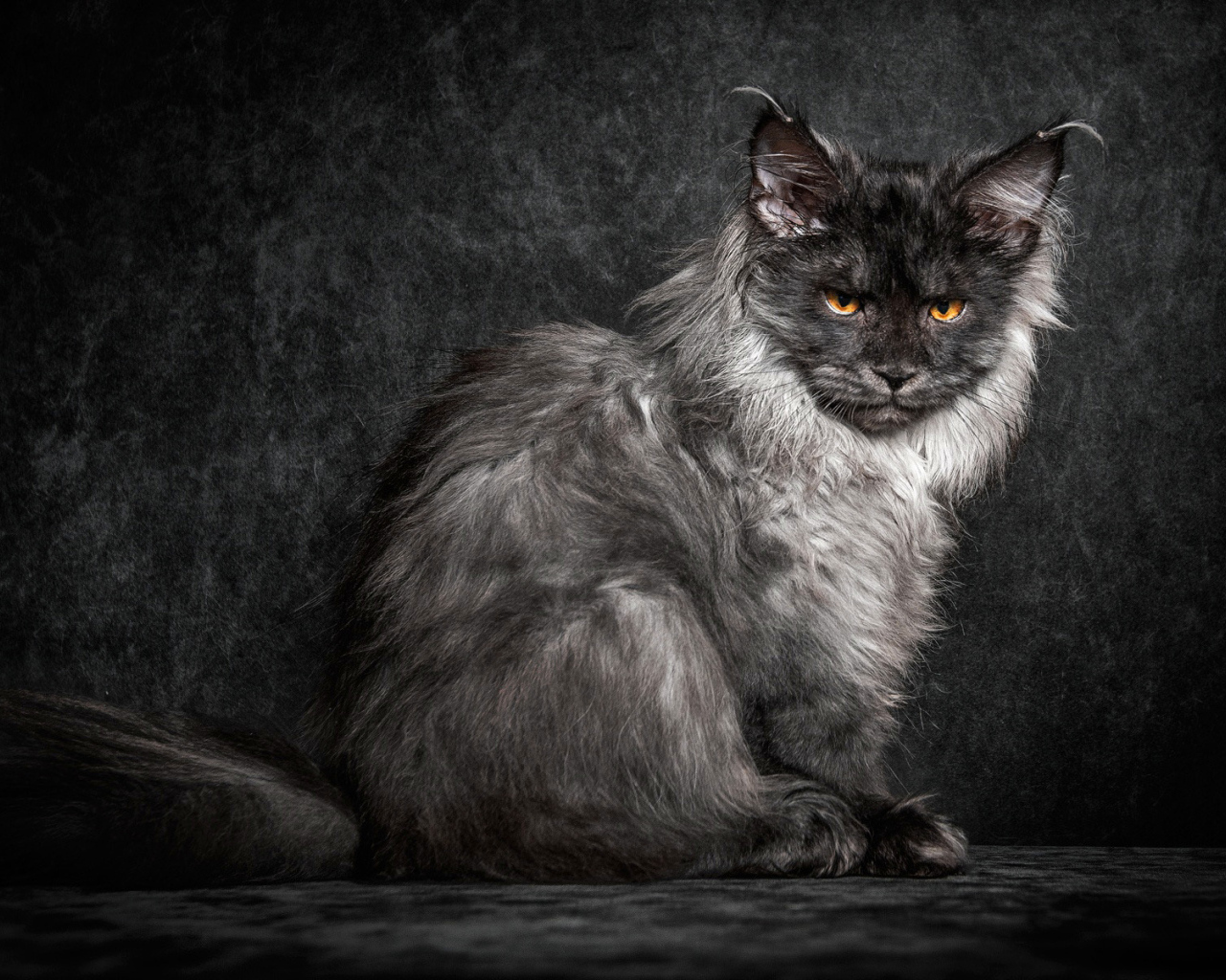 Пепельный кот породы мейн кун на черном фоне