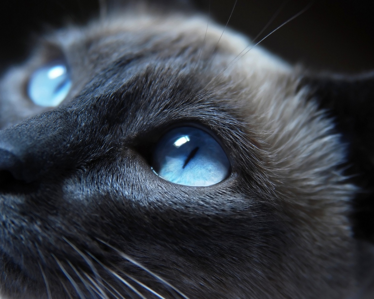 Красивая голубоглазая кошка крупным планом