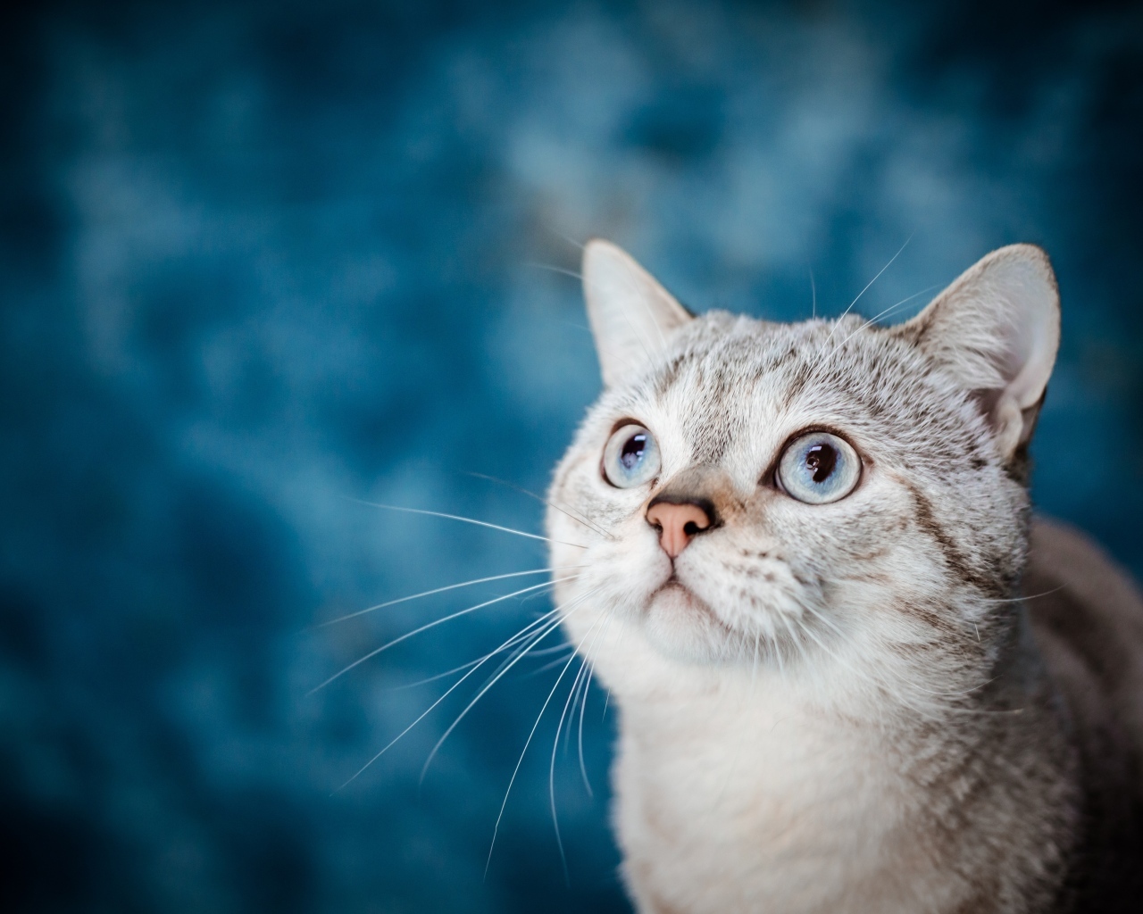 Красивая голубоглазая кошка на голубом фоне