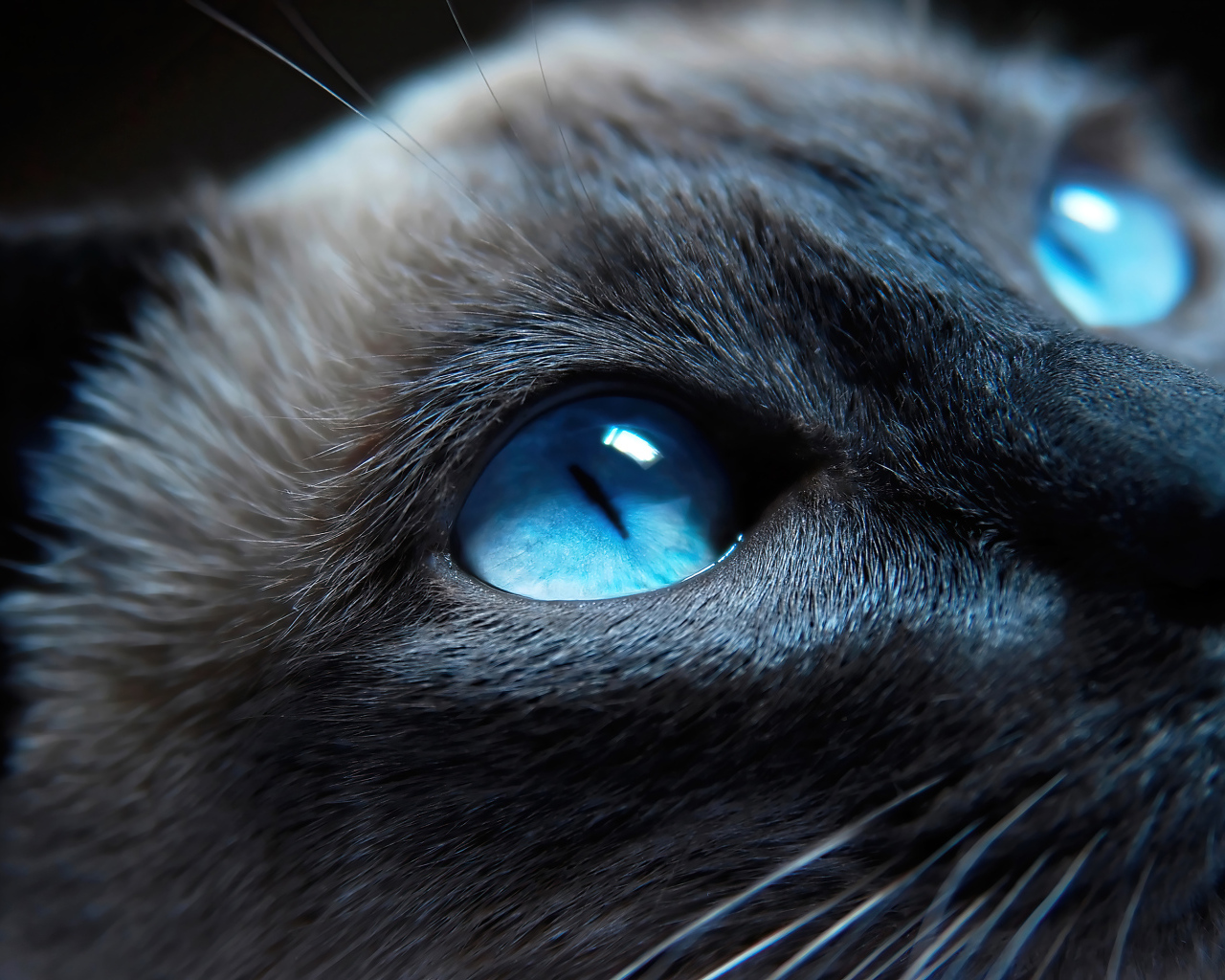 Красивые голубые глаза у сиамской кошки