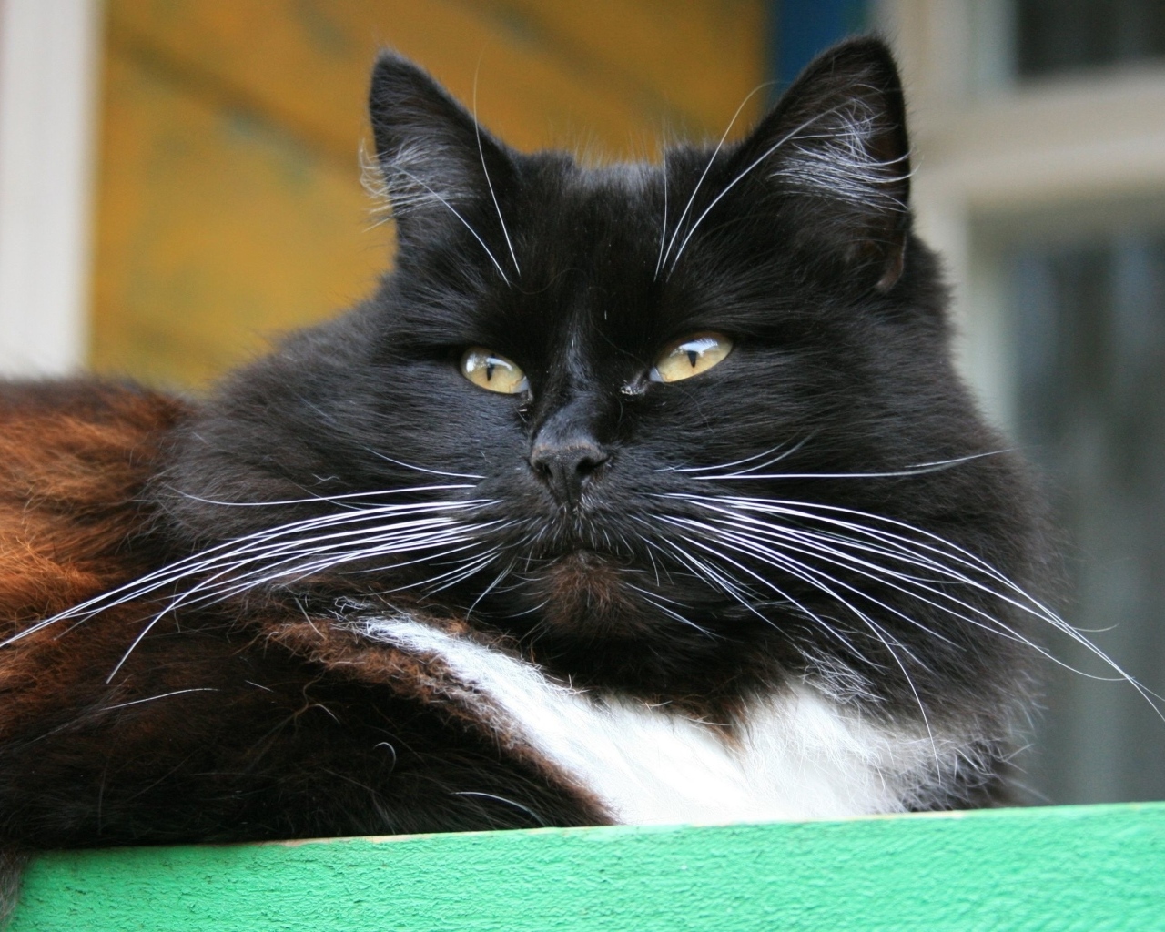 Красивый пушистый черный кот с зелеными глазами