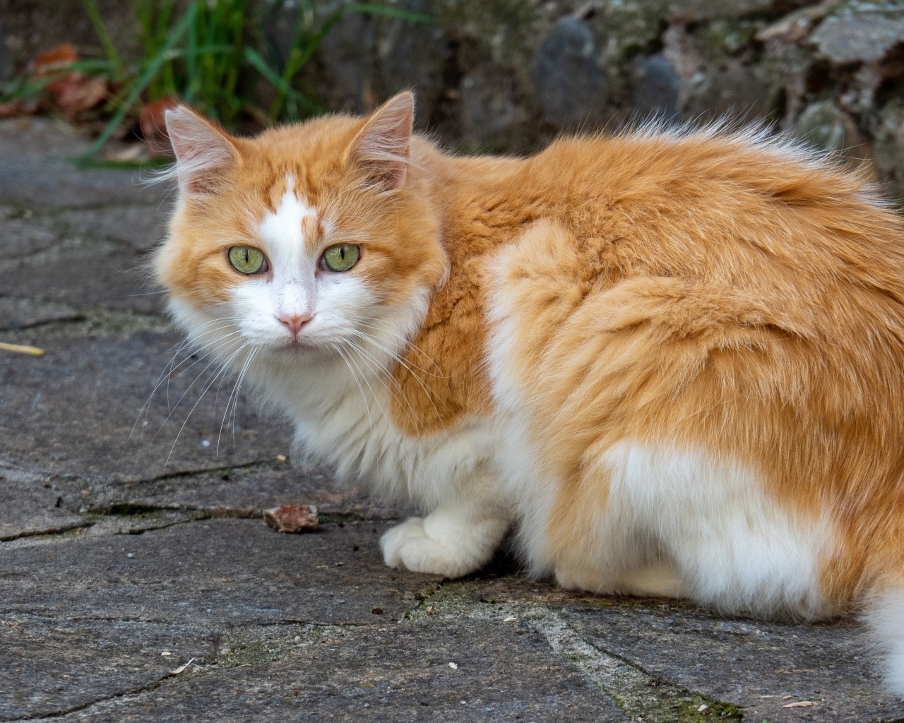 Красивый зеленоглазый пушистый рыжий с белым кот 