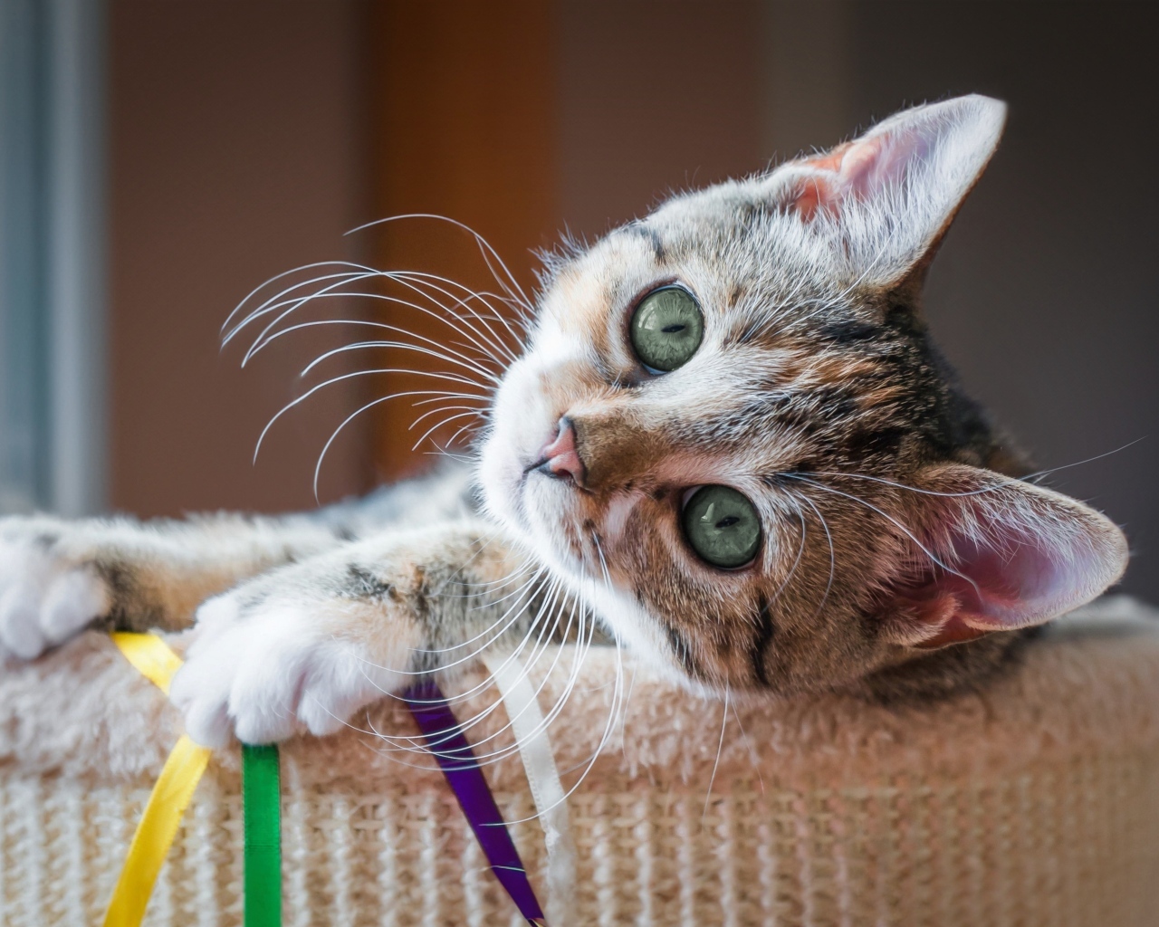 Красивый маленький серый котенок с зелеными глазами