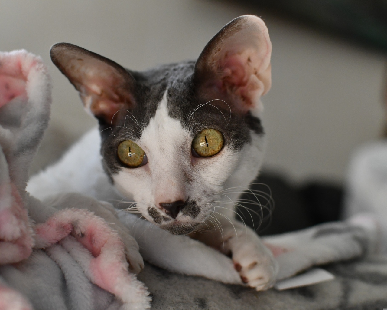 Красивый породистый кот лежит на кровати 