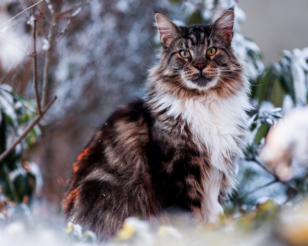 Большой мейн кун сидит в ветках 