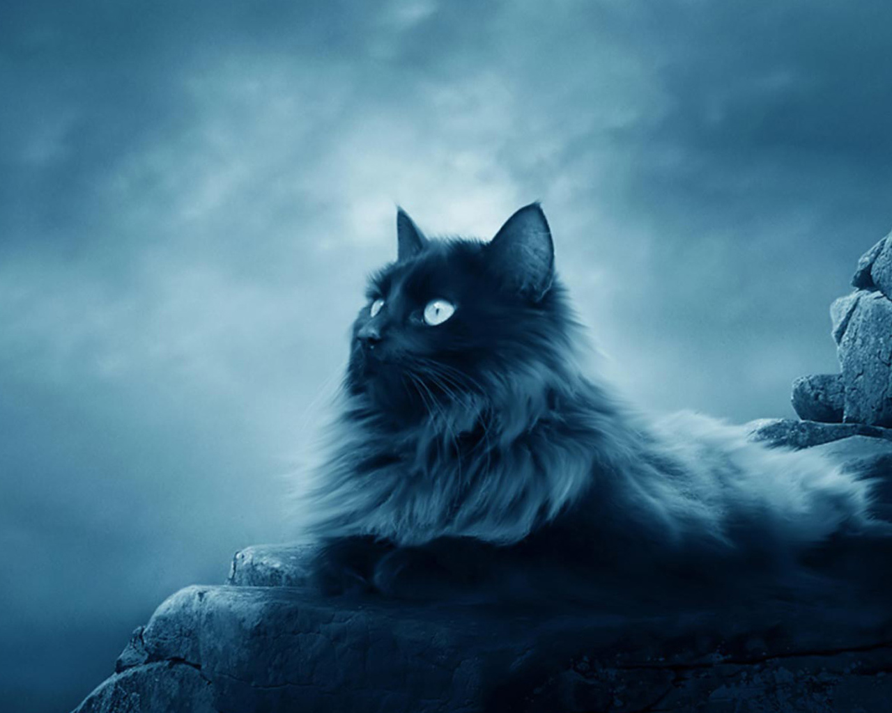 Большой черный кот лежит на камнях 