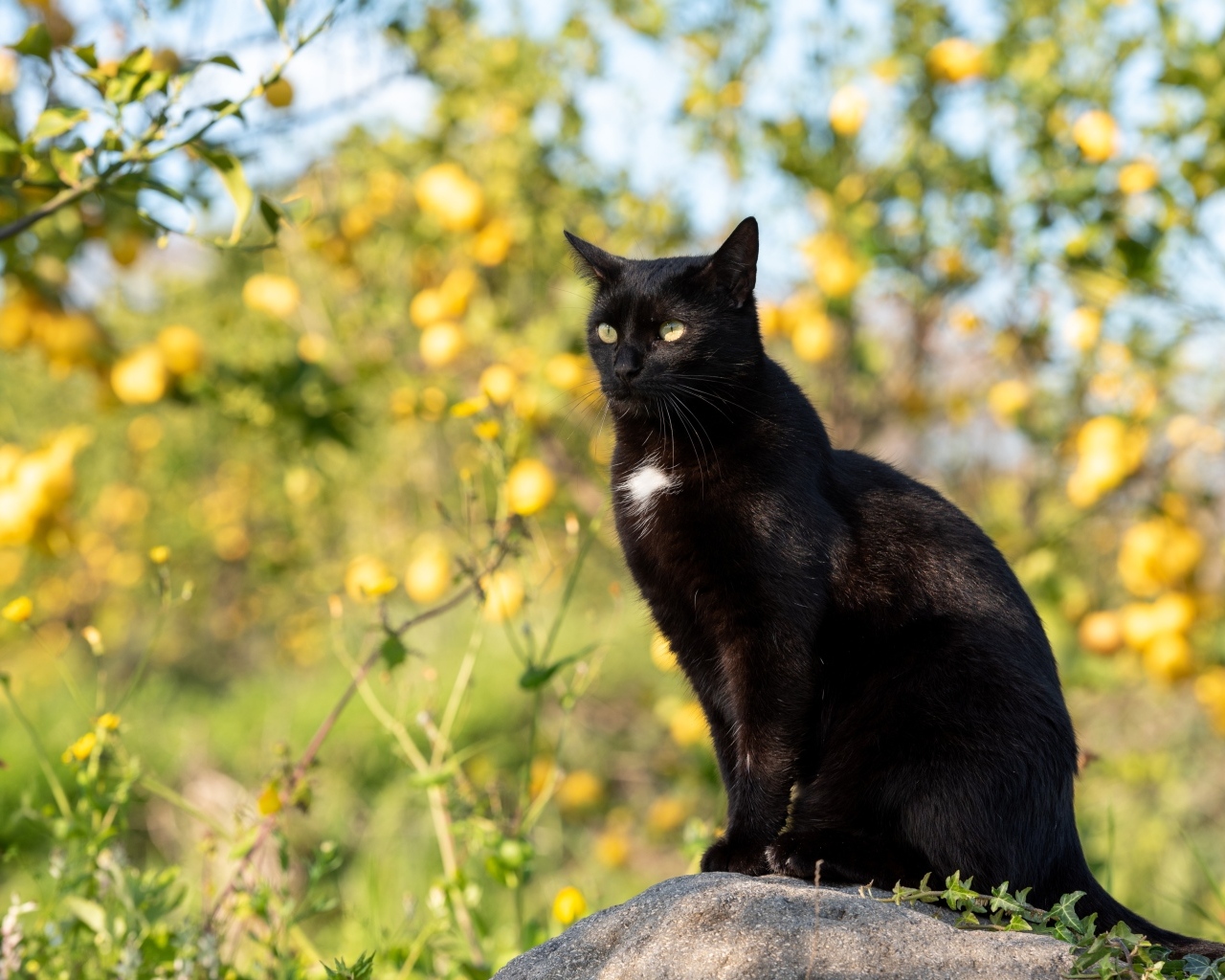 Большой черный кот сидит на камне в саду