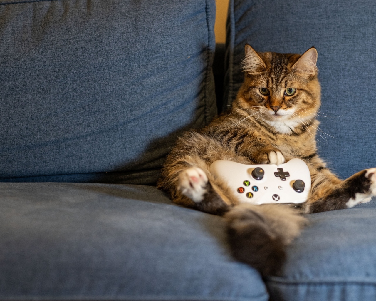 Большой серый кот с игровым джойстиком