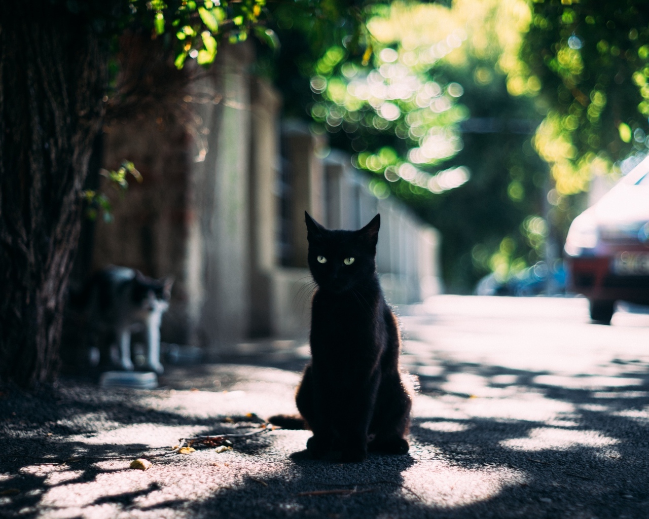 Черный зеленоглазый кот сидит на дороге