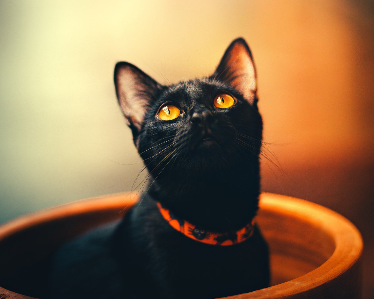 Черный желтоглазый кот с ошейником в миске