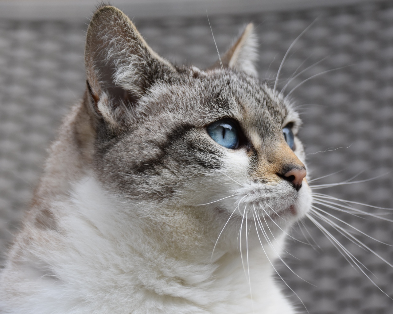 Голубоглазая европейская кошка