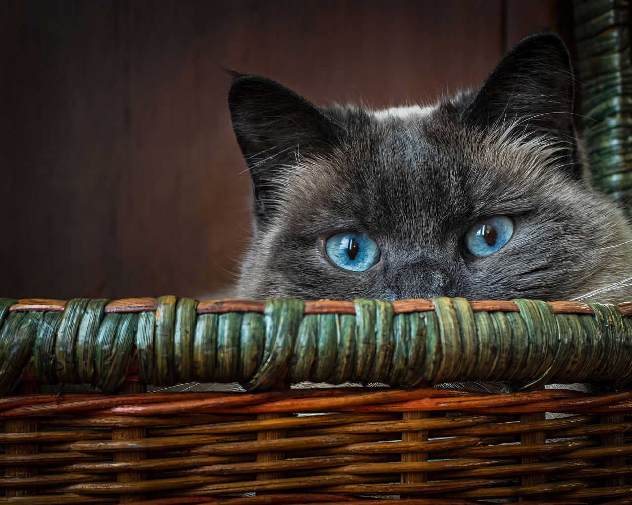 Голубоглазый кот сидит в корзине