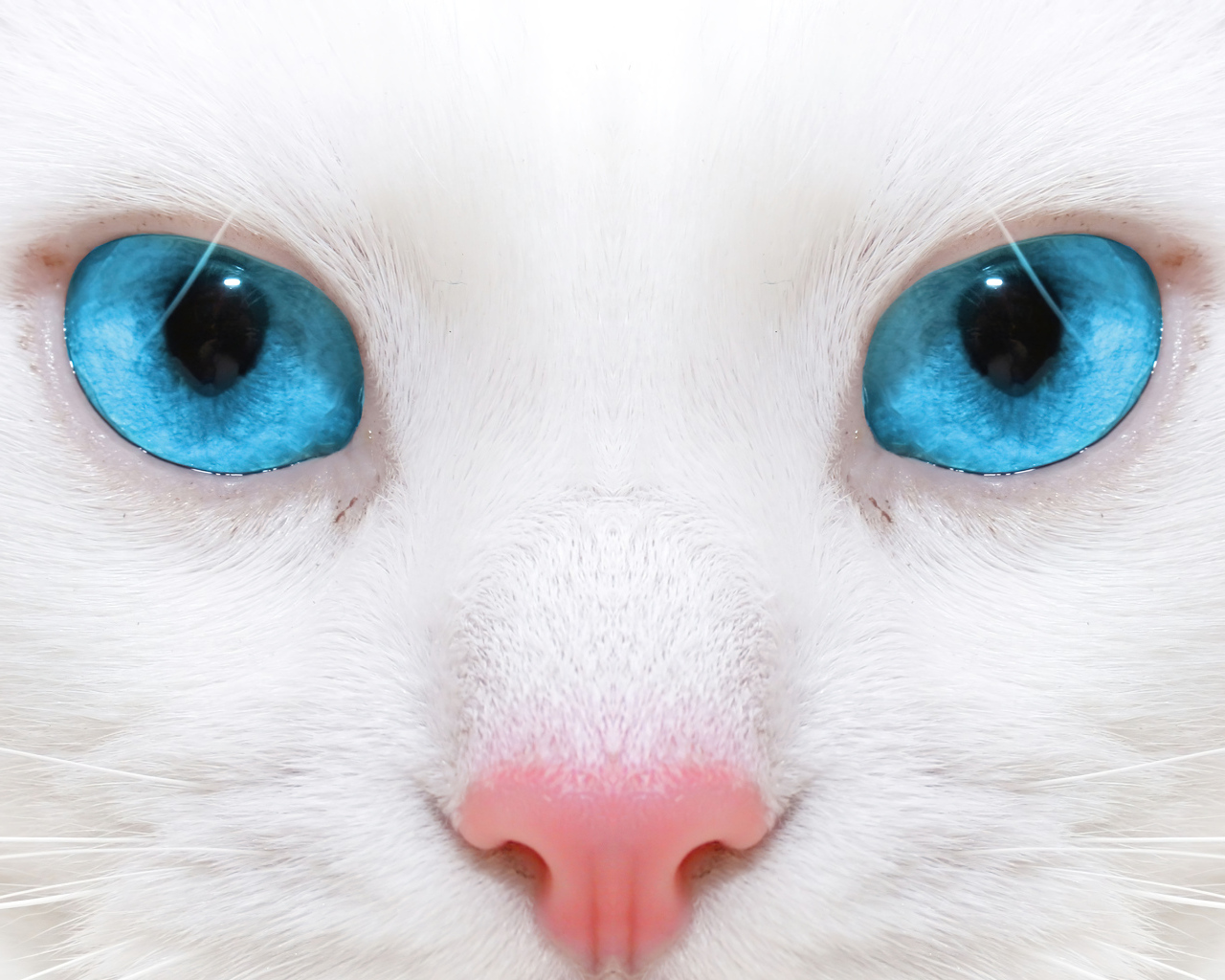 Голубоглазая кошка с розовым носом