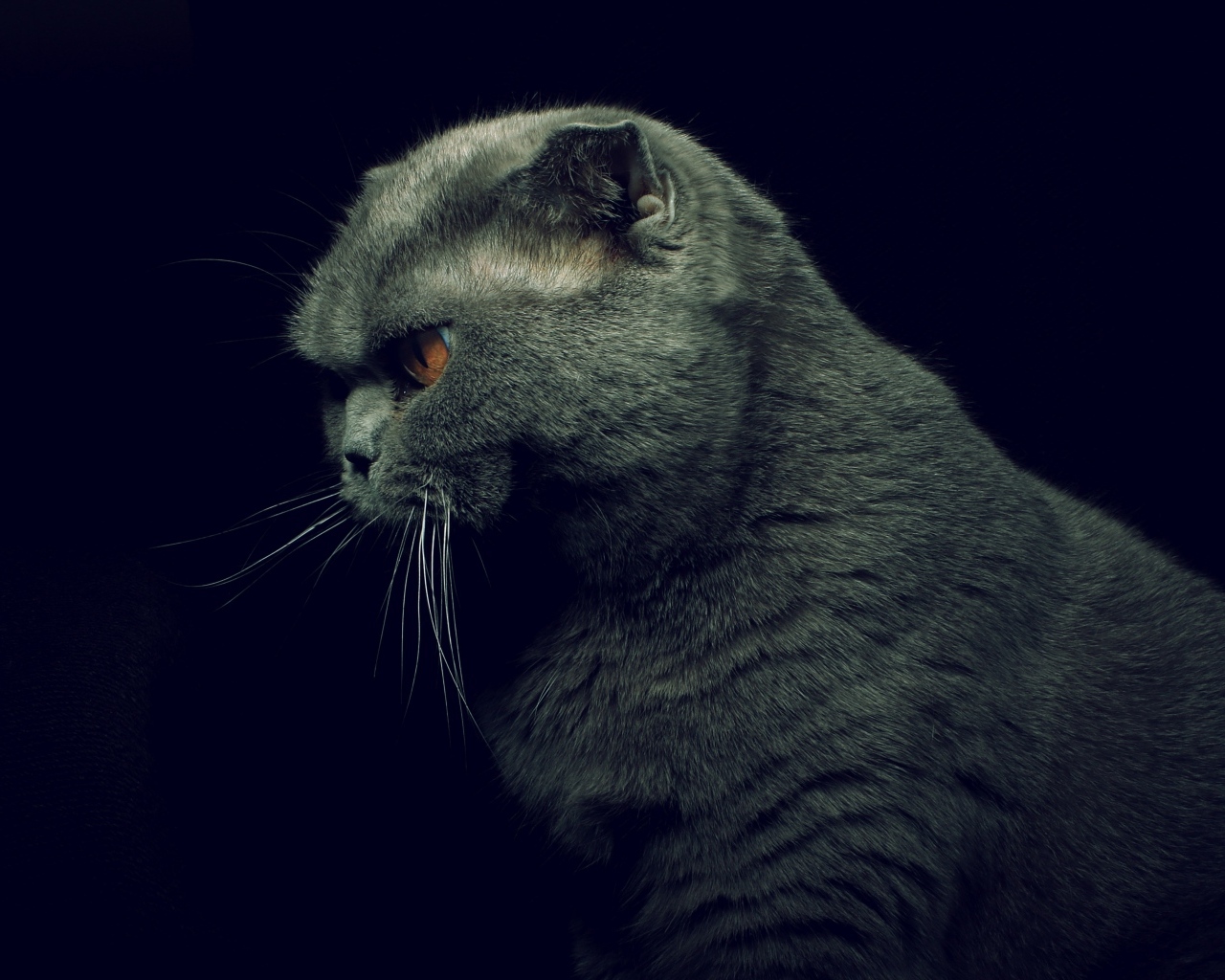 Британская кошка на черном фоне