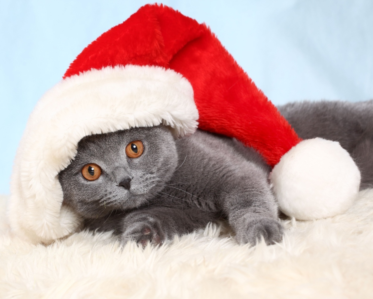 Британский кот в шапке Санта Клауса