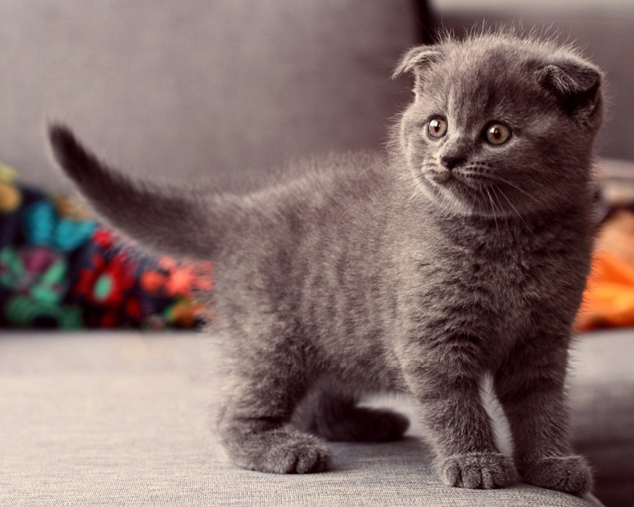 Британский вислоухий серый котенок