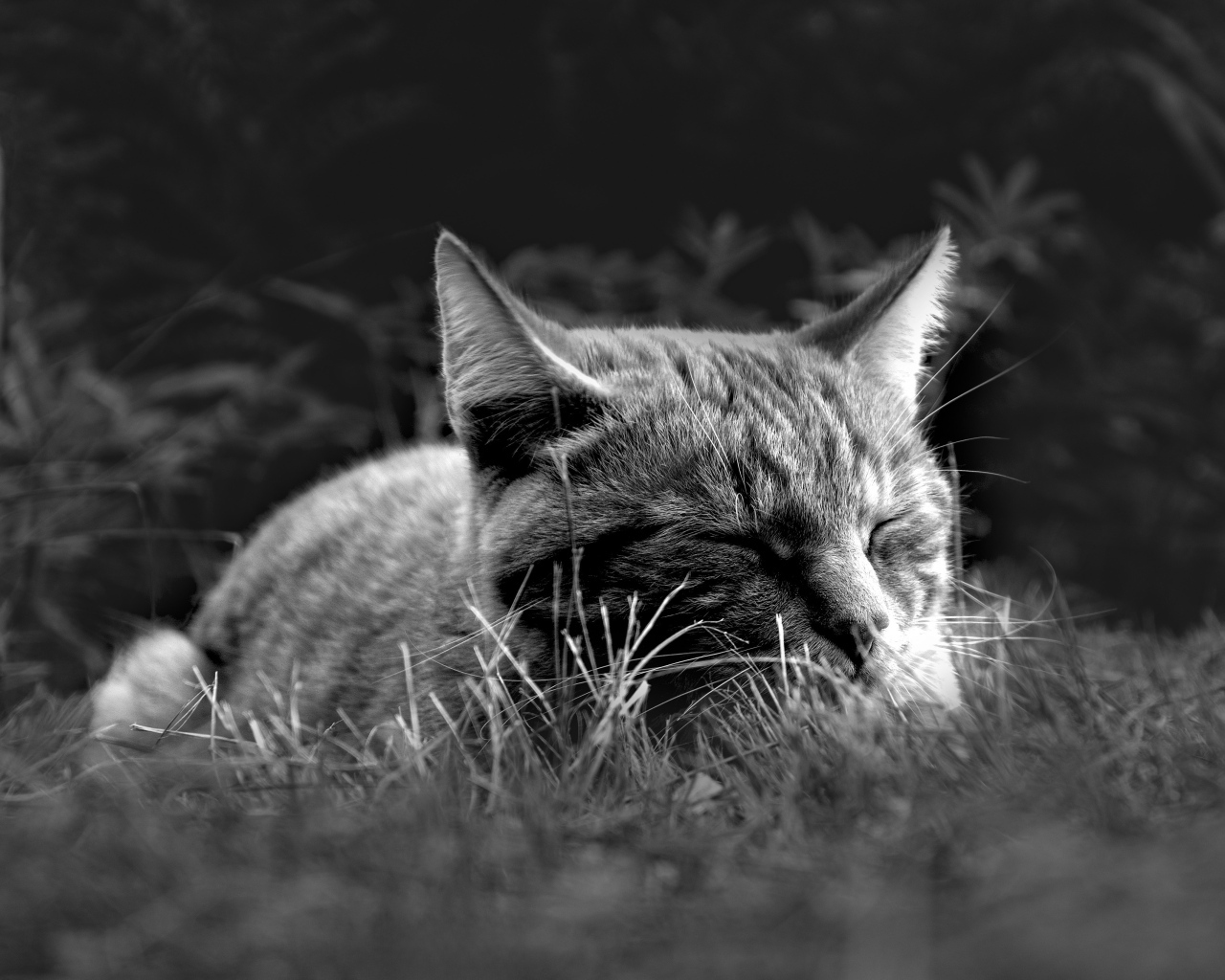 Кот спит в зеленой траве