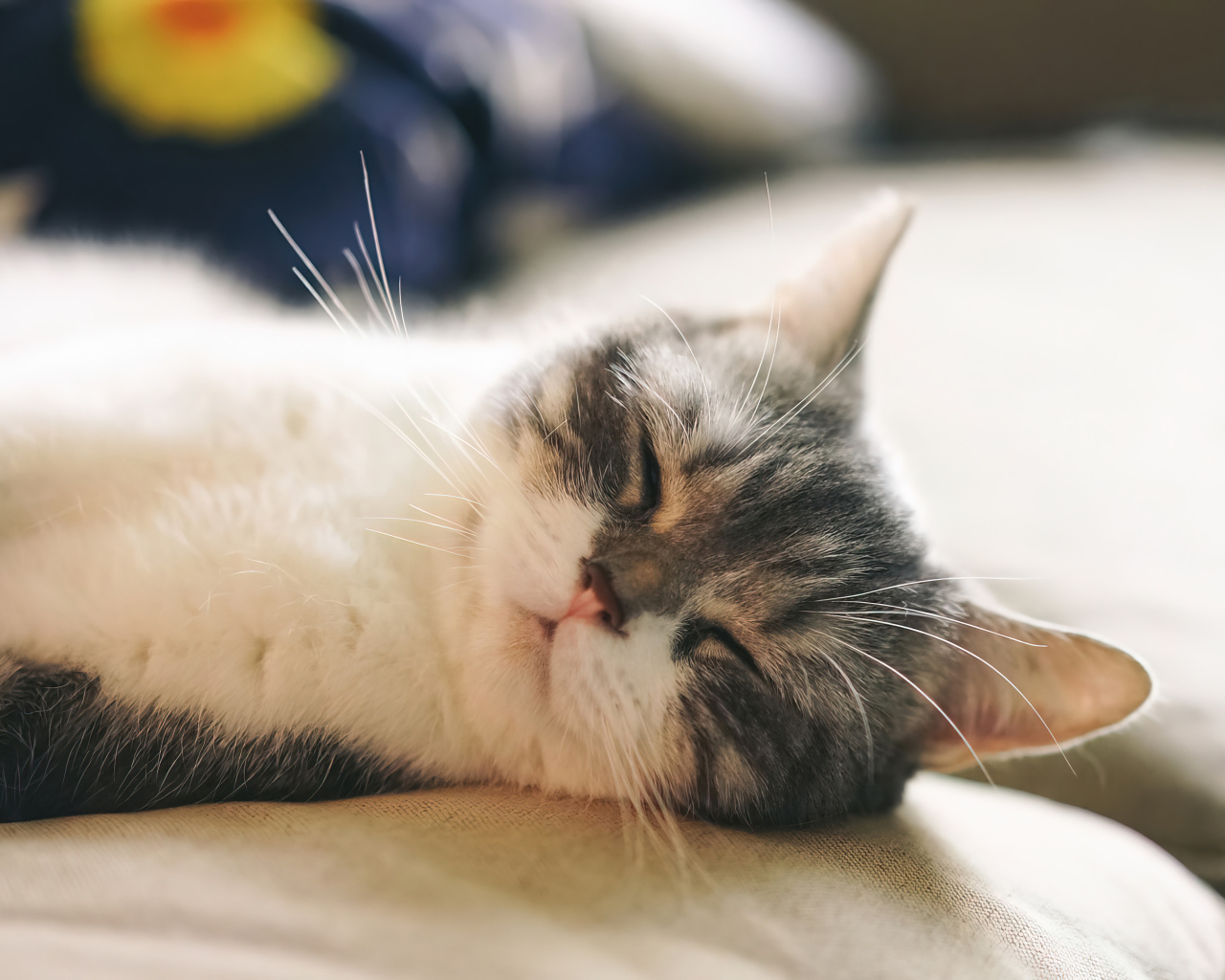 Милый кот спит на диване