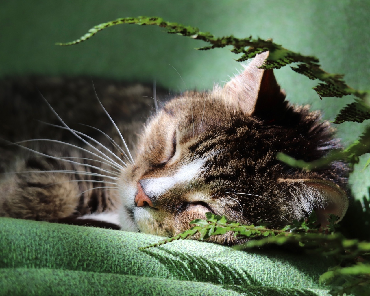 Милый кот спит на кровати у цветка