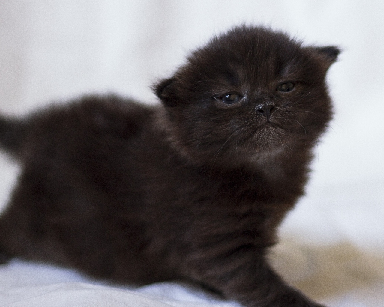 Милый маленький черный котенок крупным планом