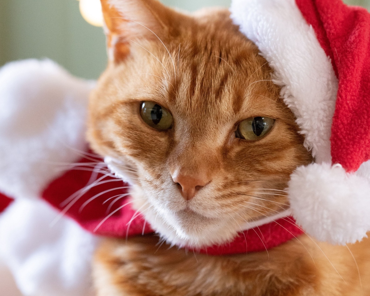 Милый рыжий кот в шапке Санта Клауса крупным планом