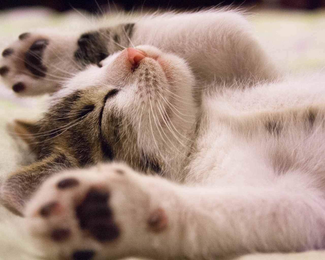 Милый спящий котенок с поднятыми лапами