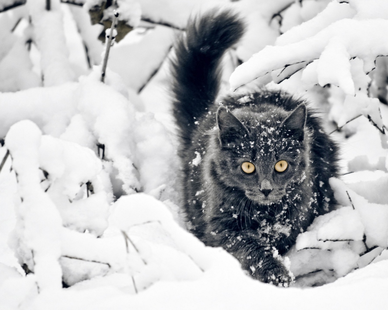 Пушистый кот пепельного окраса идет по снегу