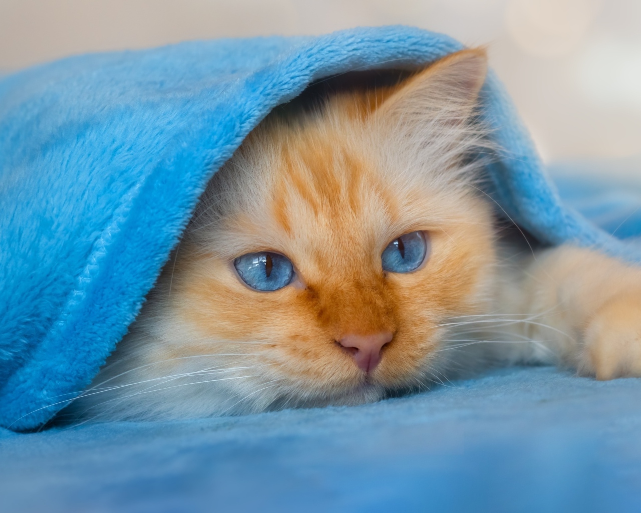 Пушистый голубоглазый котенок под покрывалом