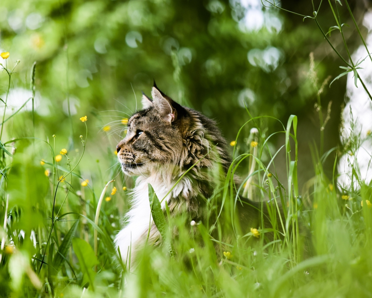 Пушистый серый кот сидит в зеленой траве