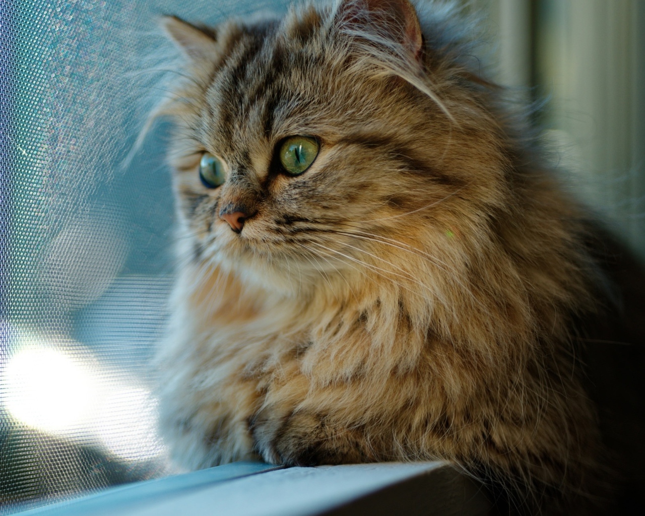 Пушистый серый зеленоглазый кот смотрит в окно 