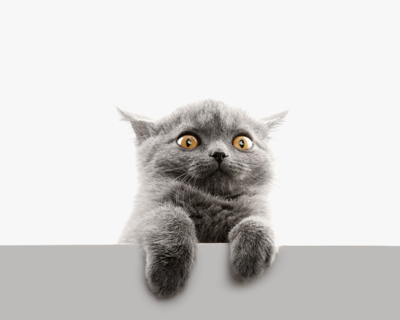 Испуганный серый котенок на белом фоне
