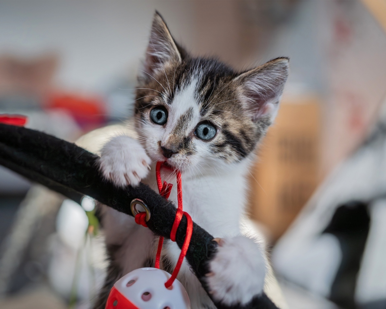 Смешной голубоглазый котенок играет с игрушкой