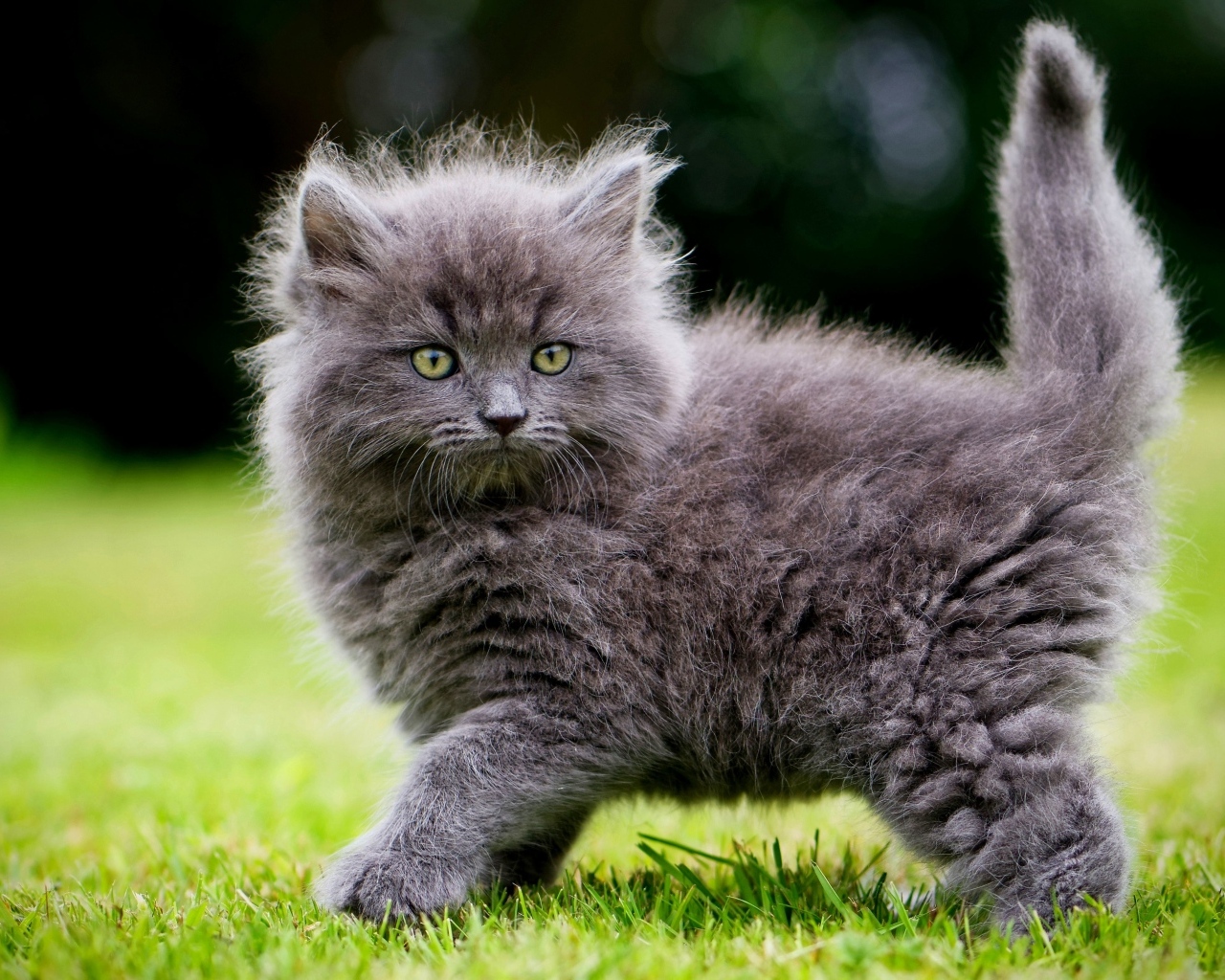 Смешной пушистый серый котенок на зеленой траве