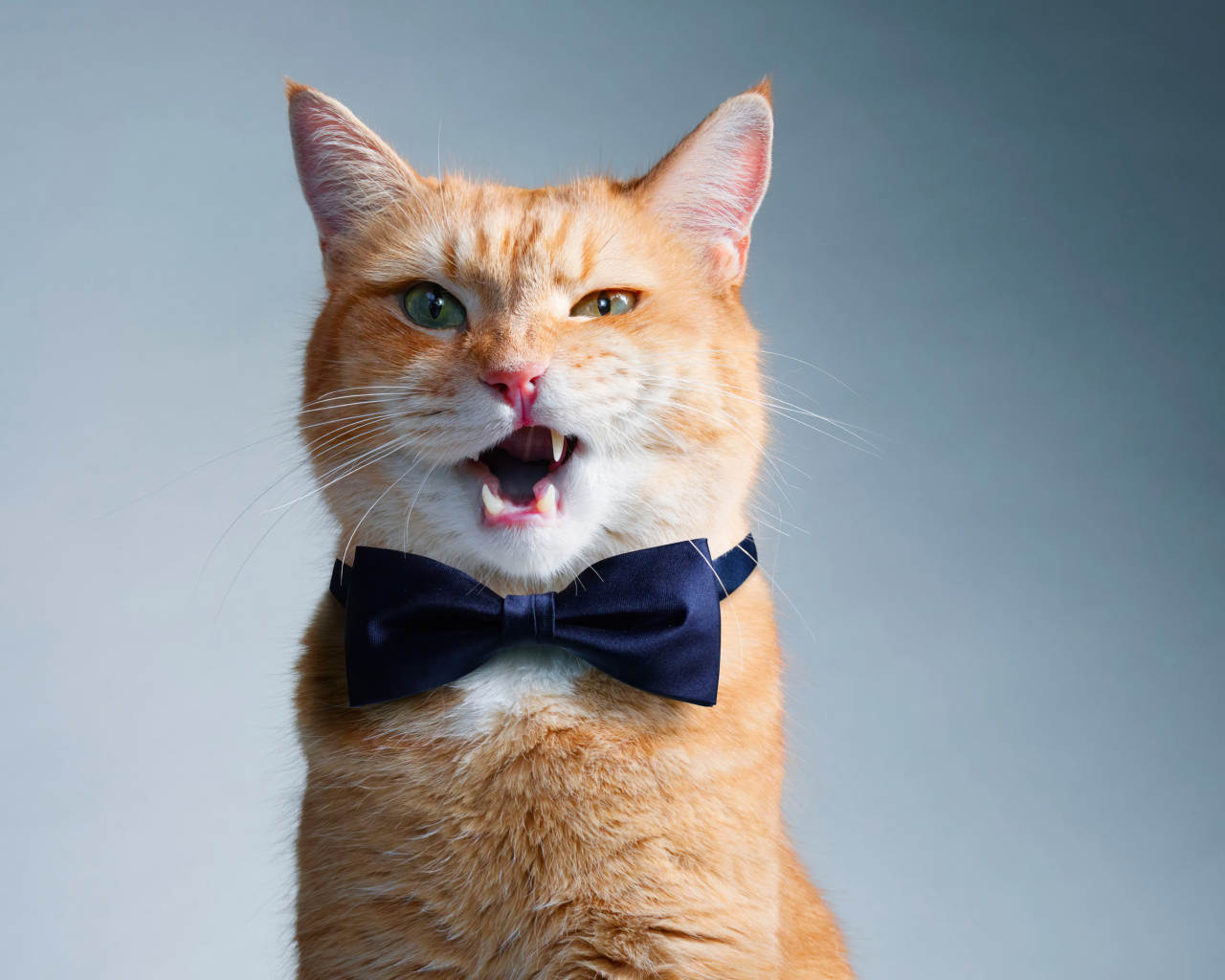 Кот джентльмен с бабочкой на шее