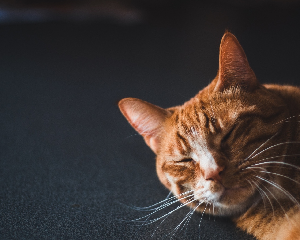 Рыжий кот спит на черной поверхности