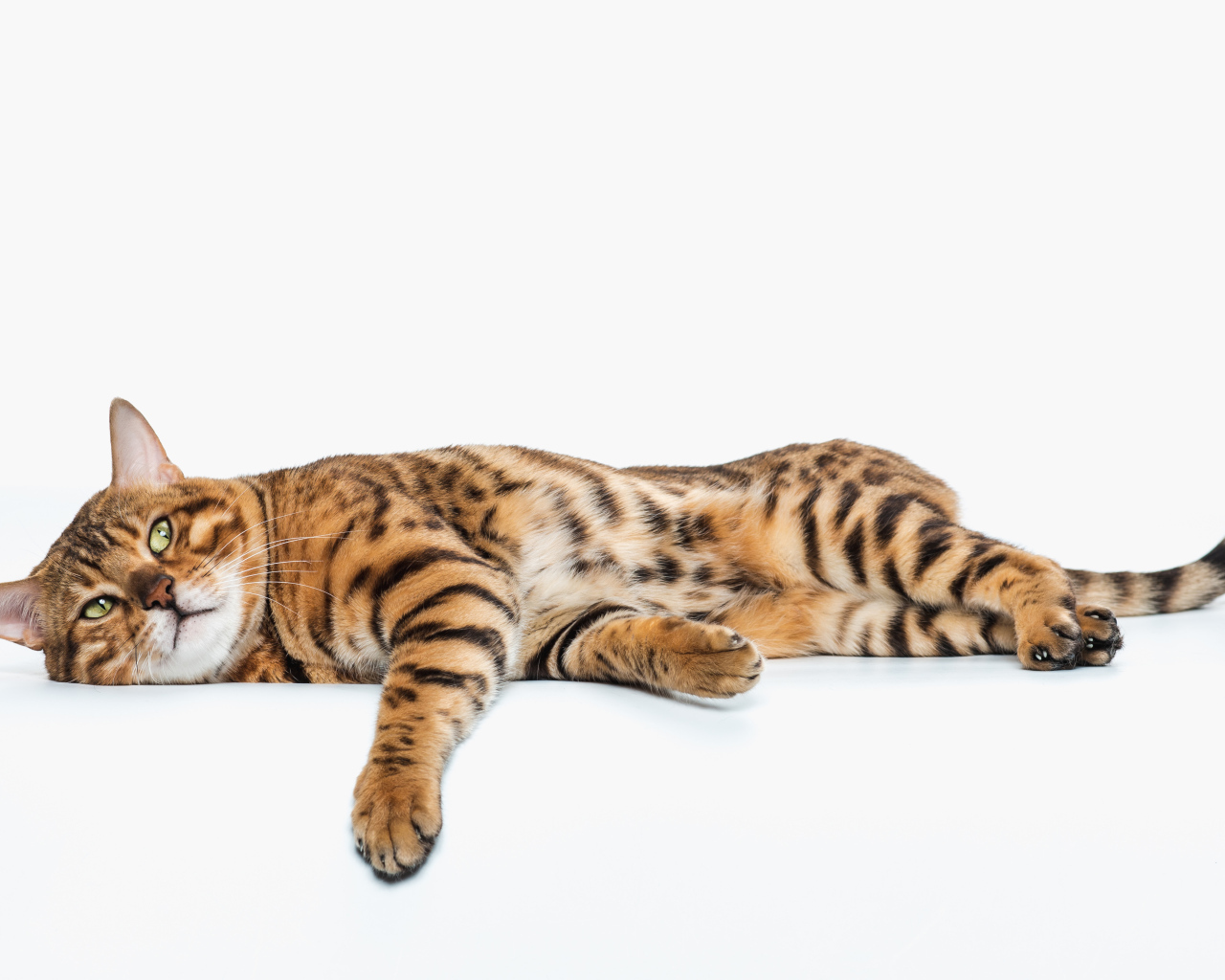 Золотой бенгальский кот на белом фоне