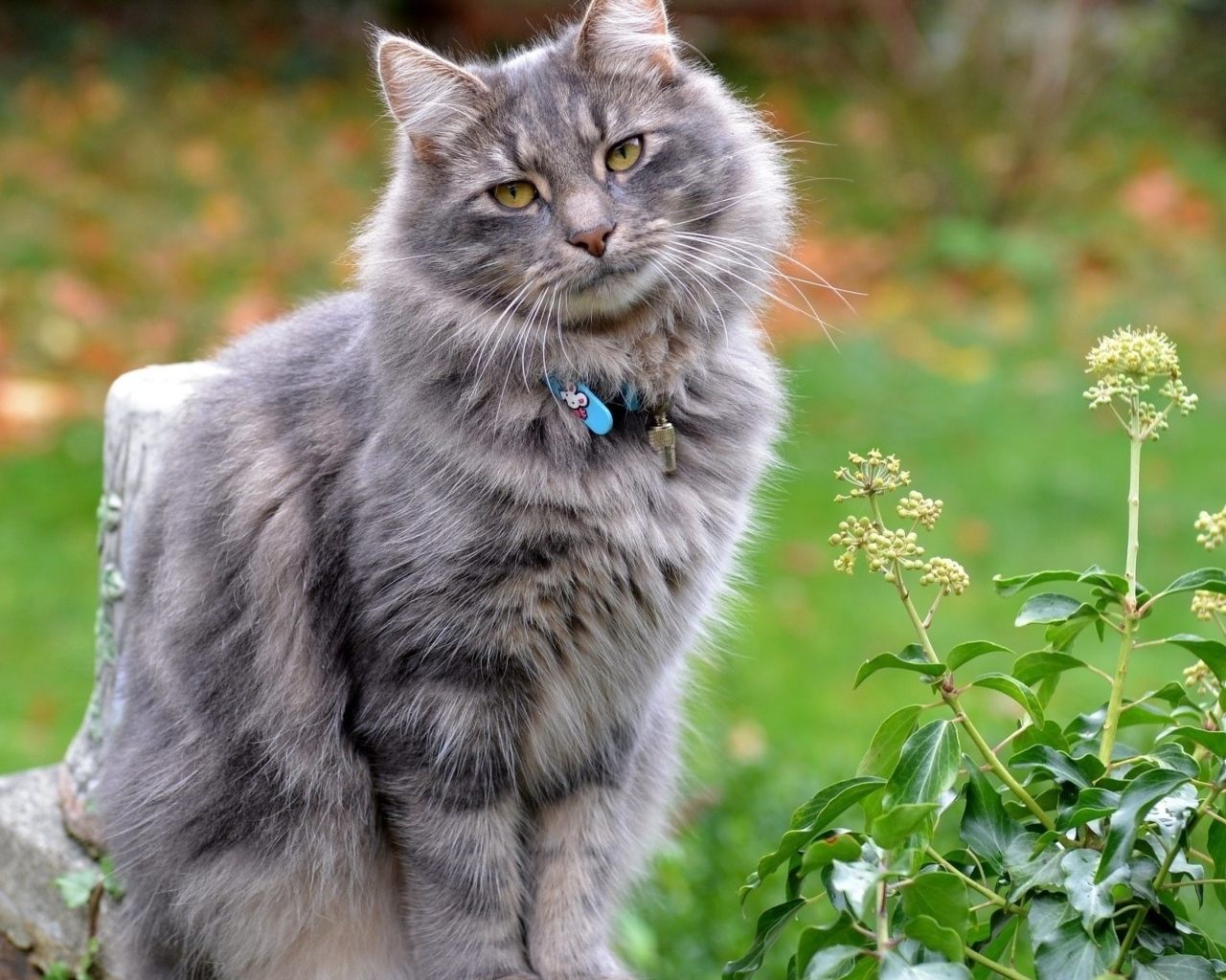 Серый пушистый кот с ошейником на улице