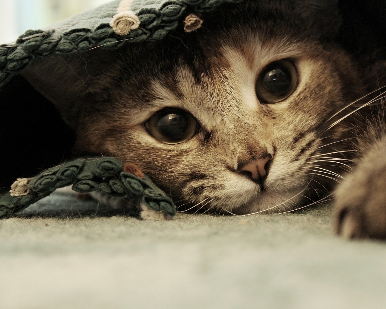 Серый котенок лежит под покрывалом