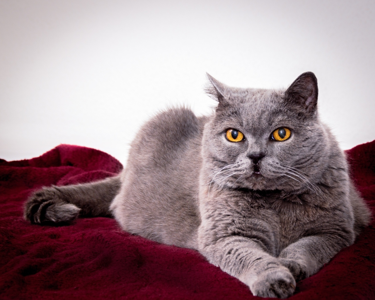 Серый породистый кот с желтыми глазами 