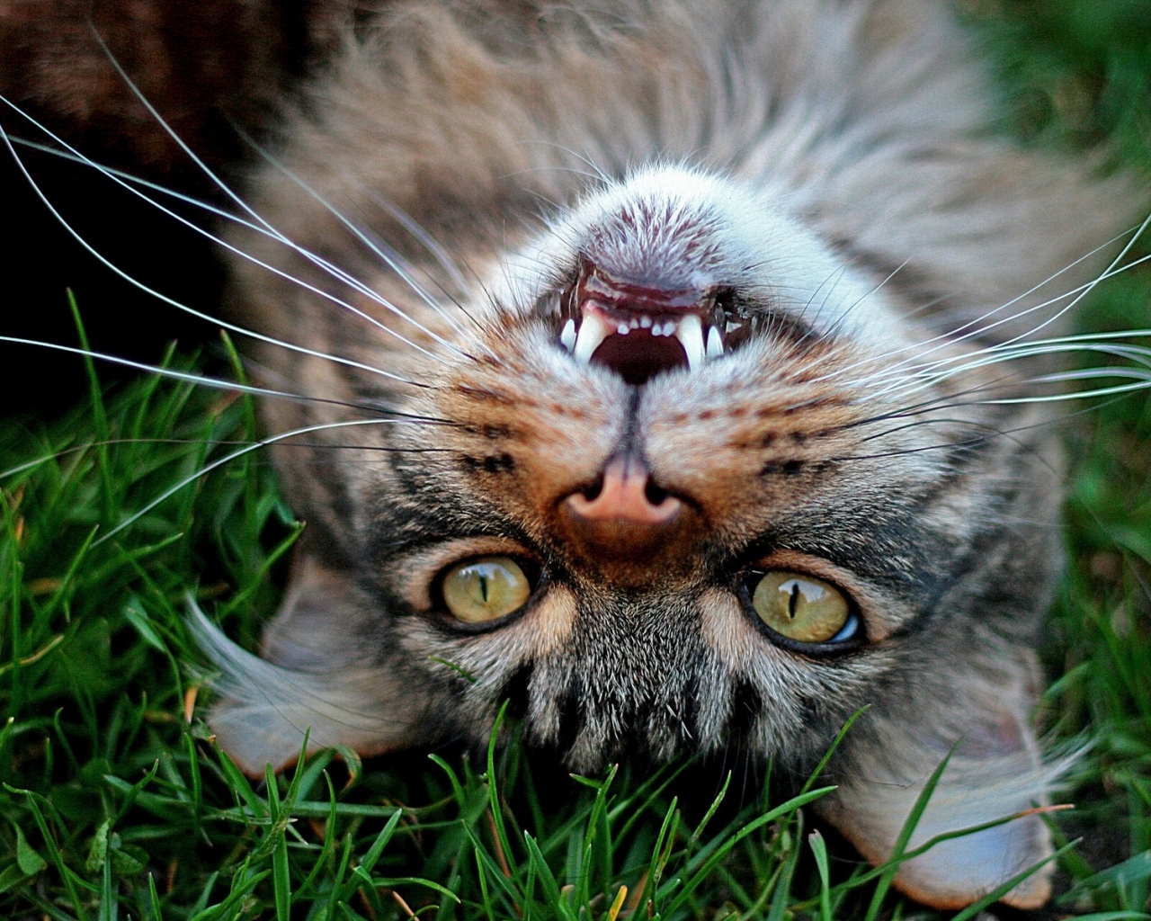 Серый довольный кот лежит на зеленой траве