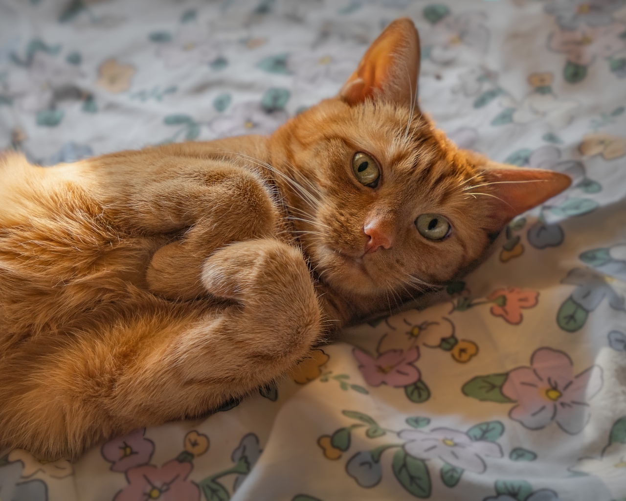 Зеленоглазый рыжий кот лежит на постели