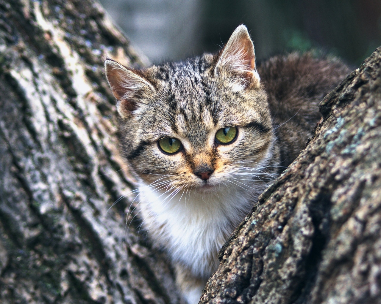 Маленький зеленоглазый серый котенок