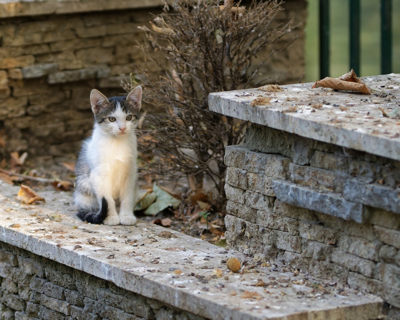 Маленький котенок на улице у дома