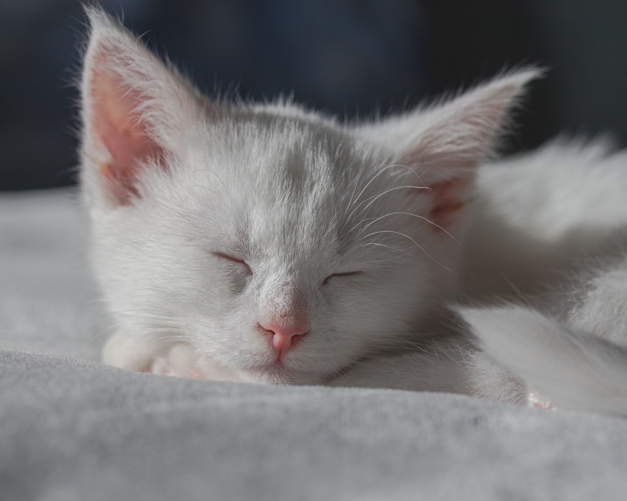 Маленький белый котенок спит на кровати