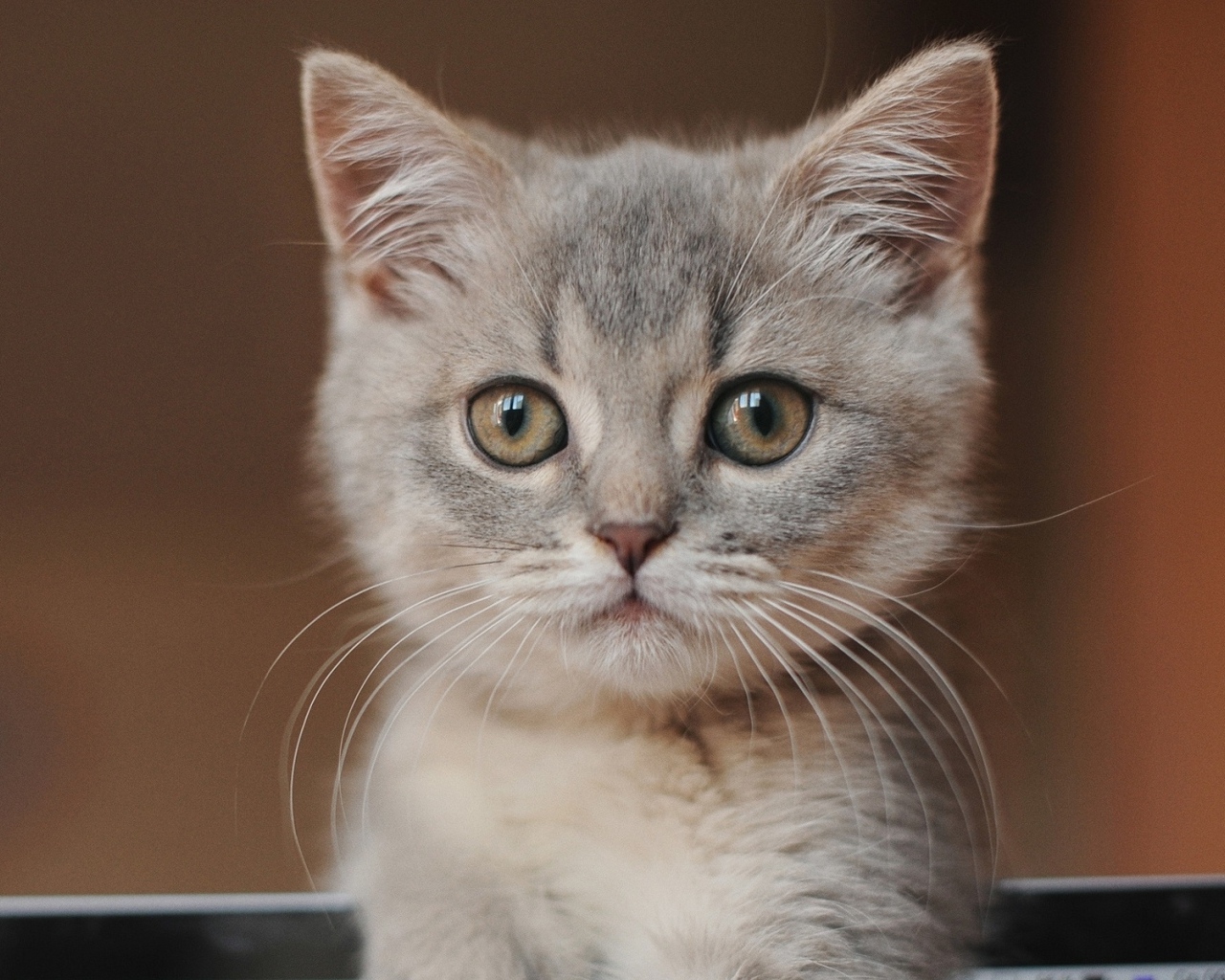 Морда маленького серого котенка крупным планом