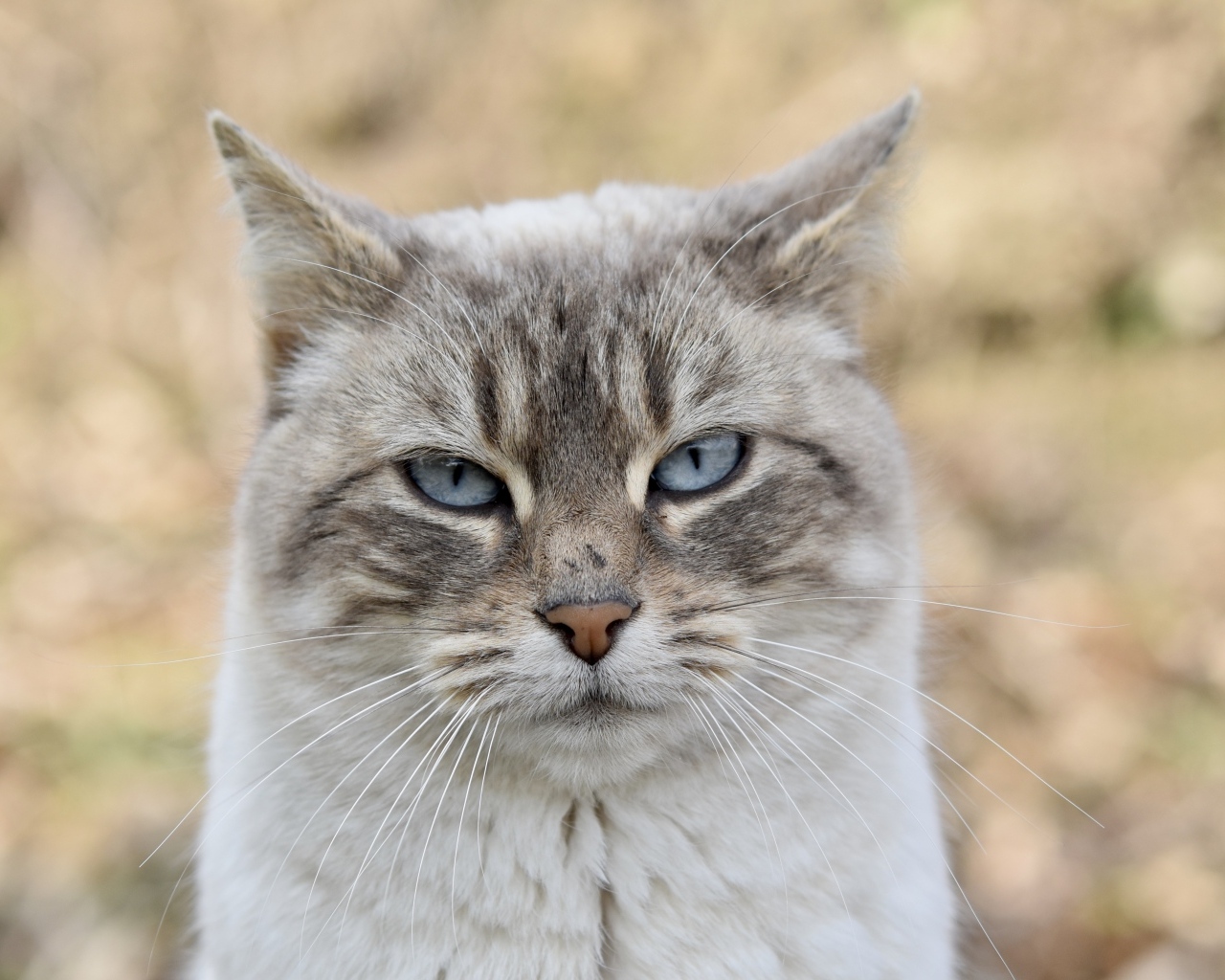 Породистая кошка с голубыми глазами крупным планом