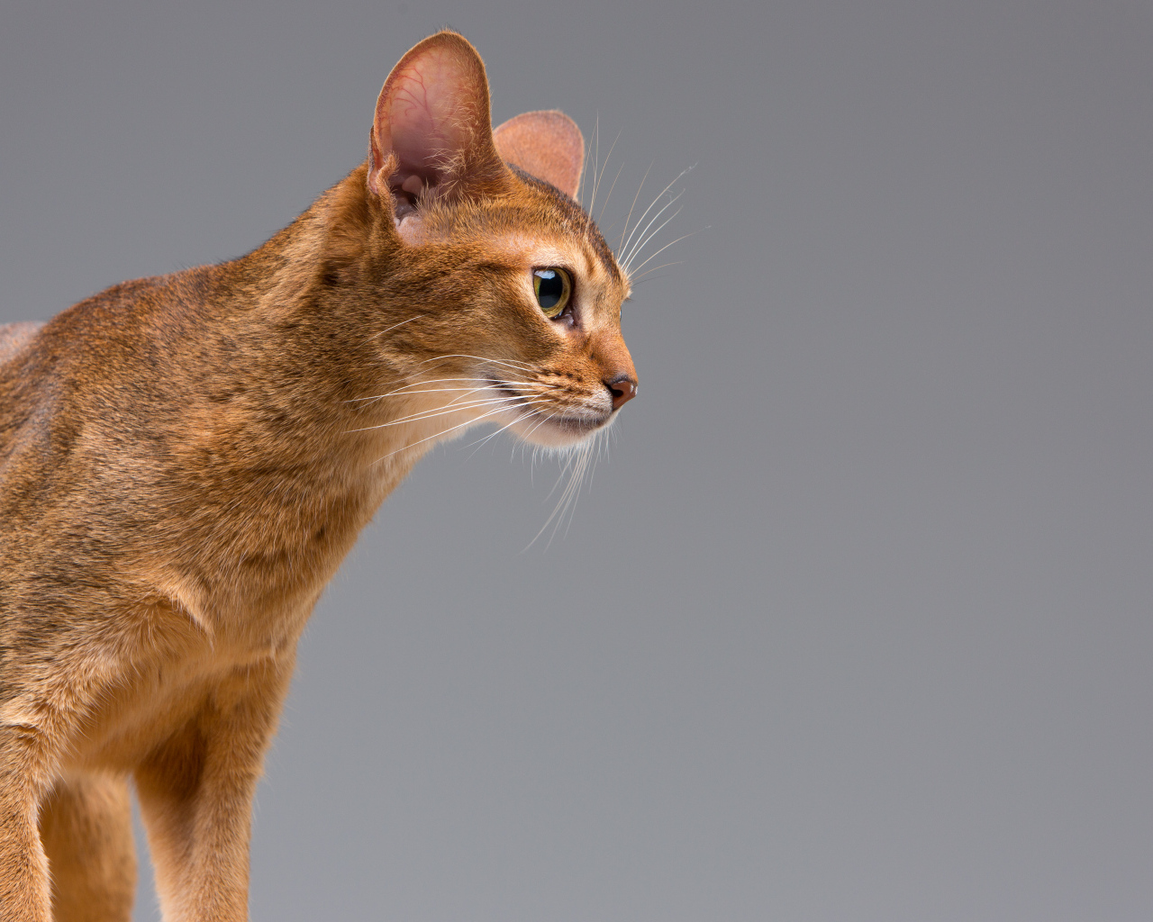 Чистокровный абиссинский портрет молодой кошки