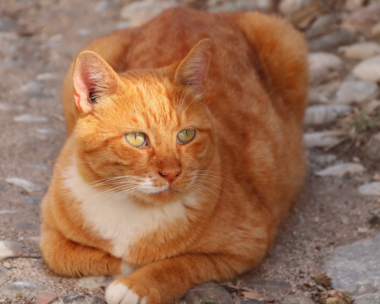 Рыжий кот на земле