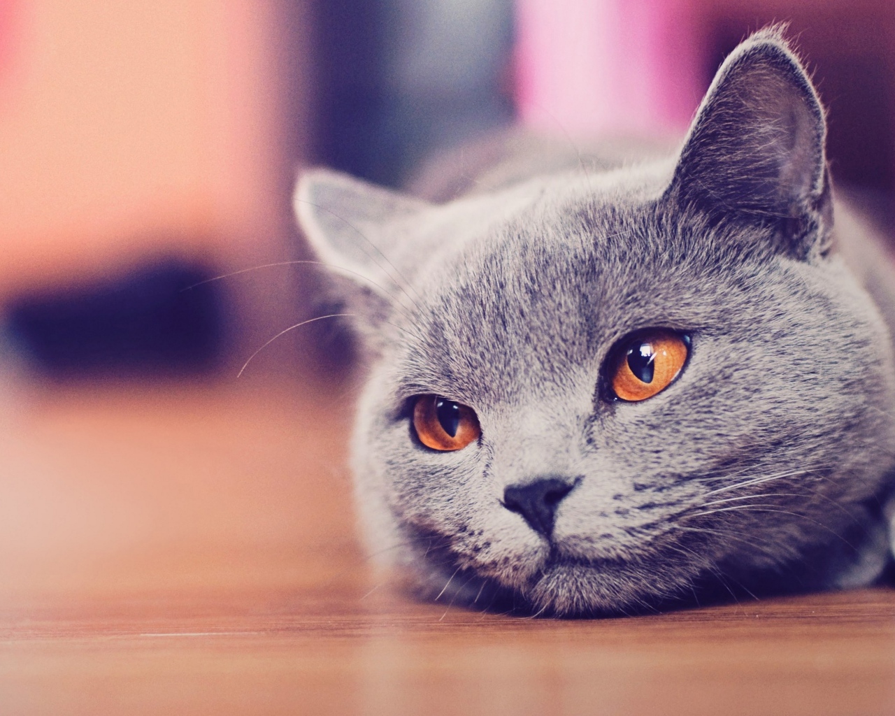 Русская голубая кошка с коричневыми глазами лежит на полу