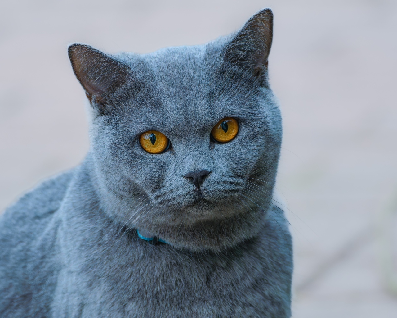 Русская голубая кошка с рыжими глазами